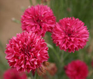 FIORDALISO - CENTAUREA CYANUS ROSSO GR.25 - Foto 2